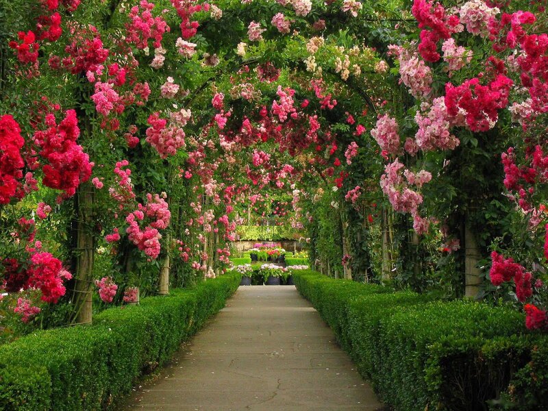 Rose-covered Arbor — Green, Serene, Afternoon, Photograph, Path, Hedges, Flowers