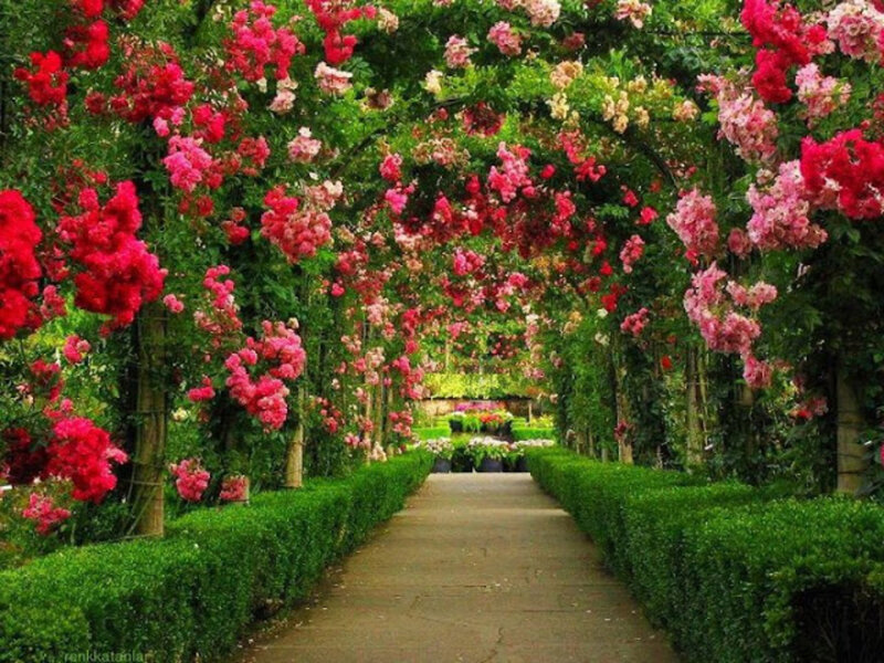 Rose-covered Arbor — Green, Serene, Afternoon, Photograph, Path, Hedges
