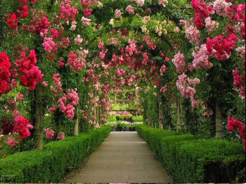 Rose-covered Arbor — Green, Serene, Afternoon, Photograph, Path