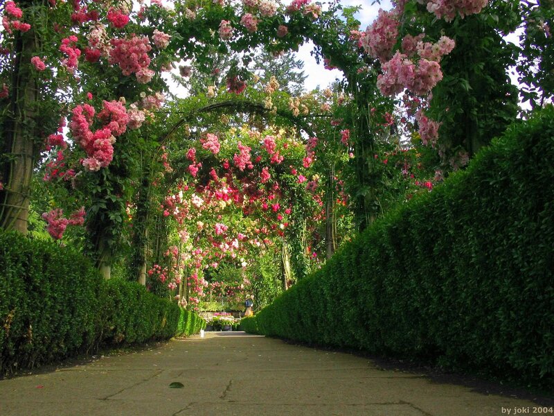 Rose-covered Arbor — Green, Serene, Afternoon