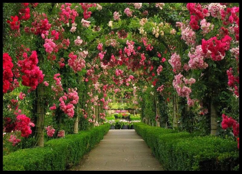 Rose-covered Arbor — Green, Serene, Spring