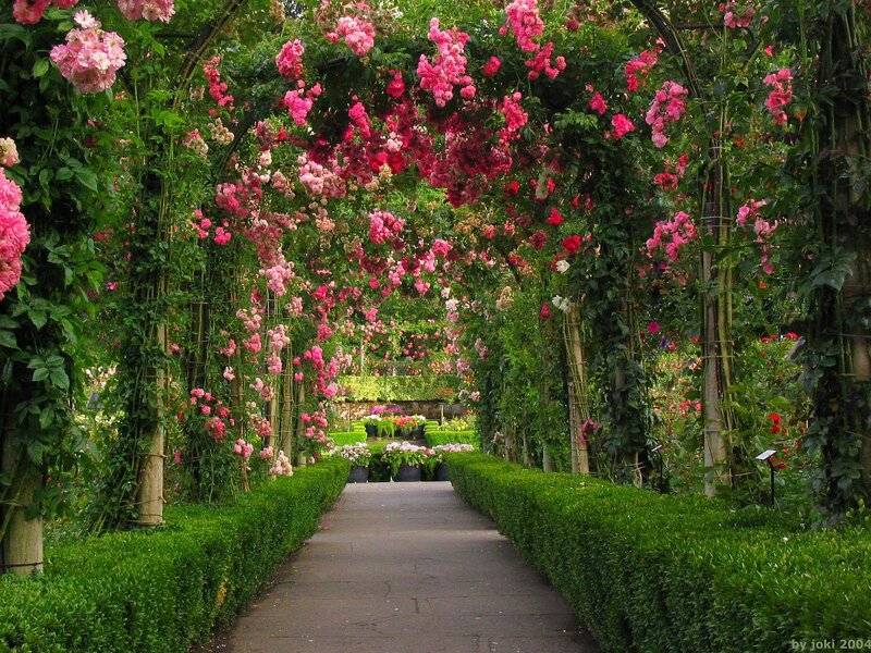 Rose-covered Arbor — Green, Serene
