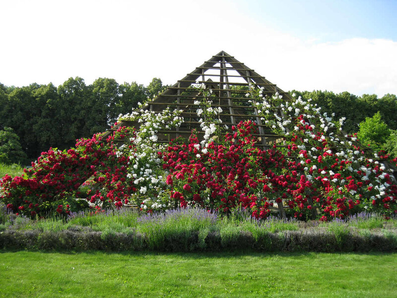Rose-covered Arbor — Green
