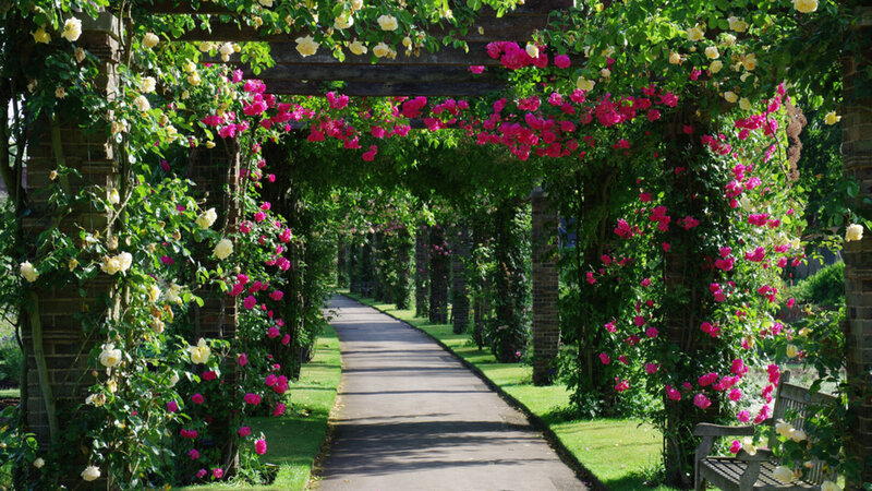 Rose-covered Arbor Pathway — Green, Serene, Afternoon, Photograph, Path