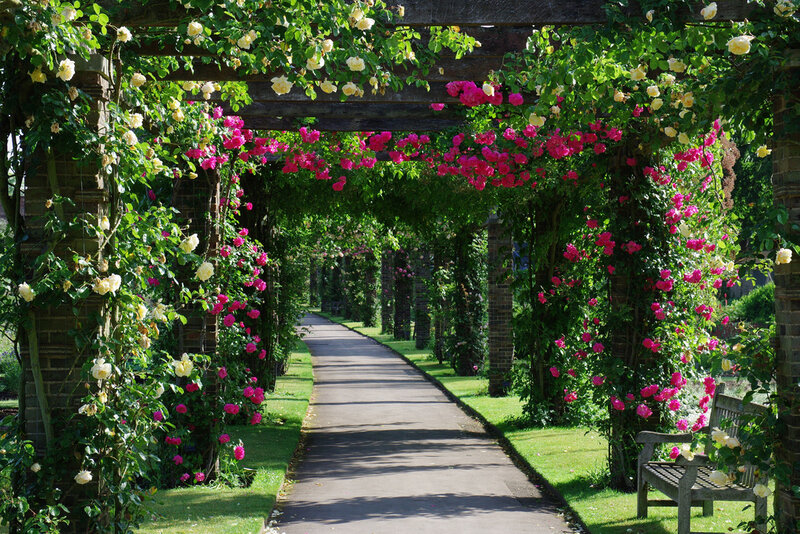 Rose-covered Arbor Pathway — Green, Serene, Afternoon, Photograph