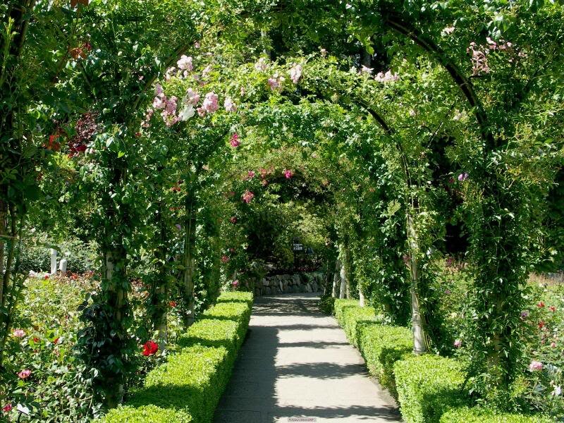 Rose-covered Arbor Pathway — Green, Serene, Afternoon