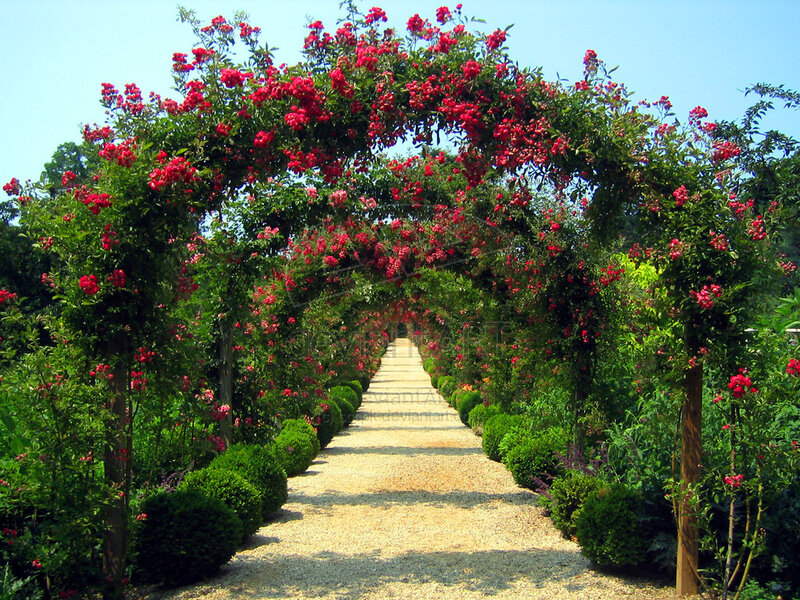 Rose-covered Arbor Pathway — Green, Serene