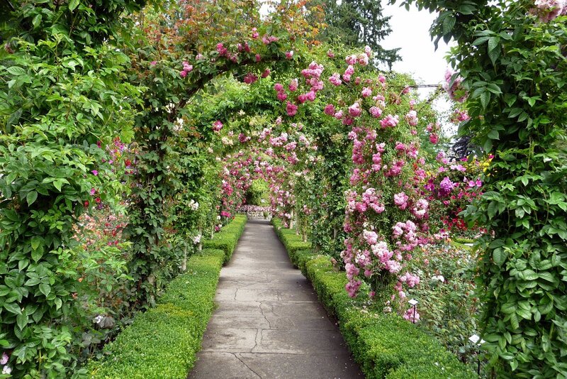 Rose-covered Arbor Pathway — Green