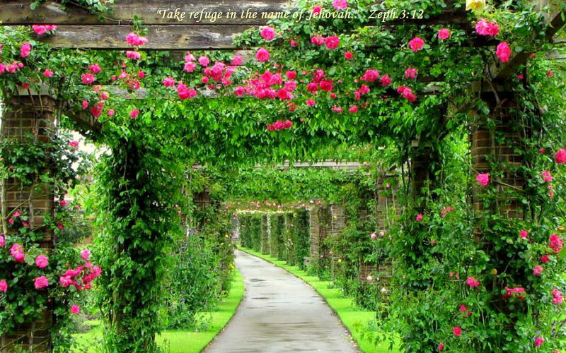 Rose-covered Arbor Pathway — Pink, Serene