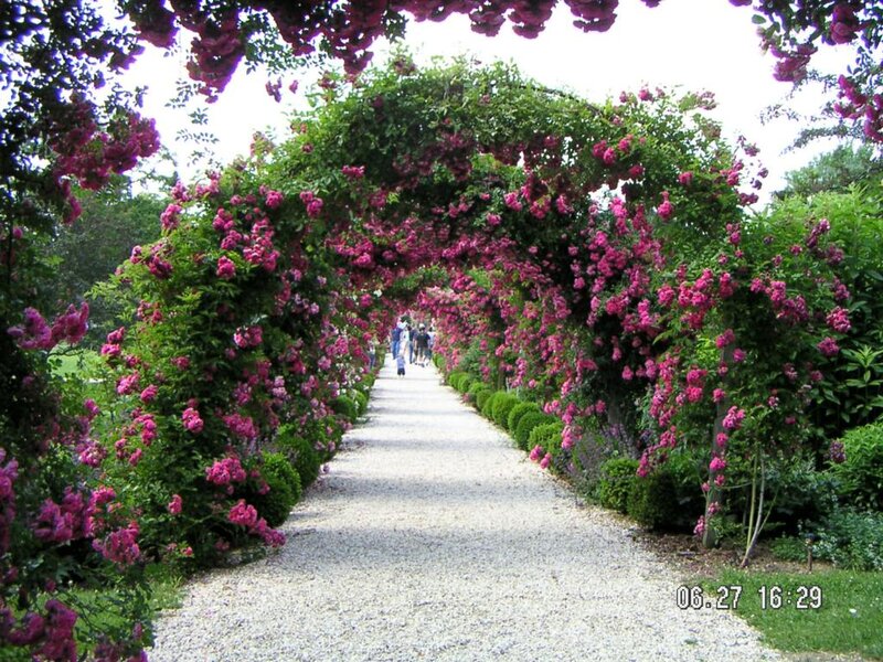 Rose-covered Arbor Pathway — Pink