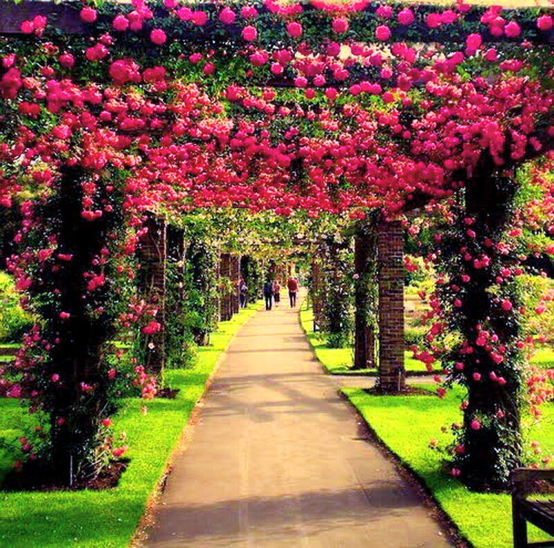 Rose-covered Arbor Pathway