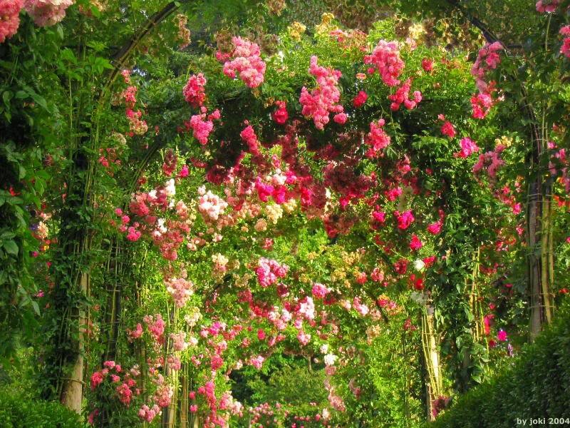 Rose-covered Arbor — Pink, Serene, Afternoon, Photograph, Flowers