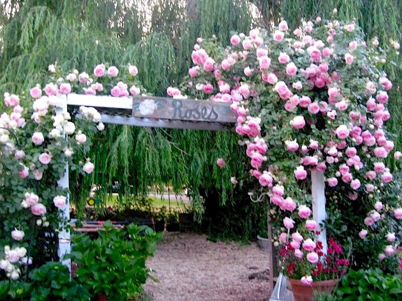 Rose-covered Arbor — Pink, Serene, Afternoon, Photograph, Flowers, Trees