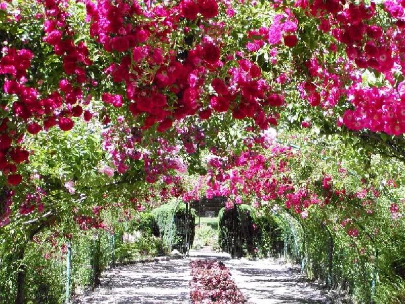 Rose-covered Arbor — Pink, Serene, Afternoon, Photograph, Path