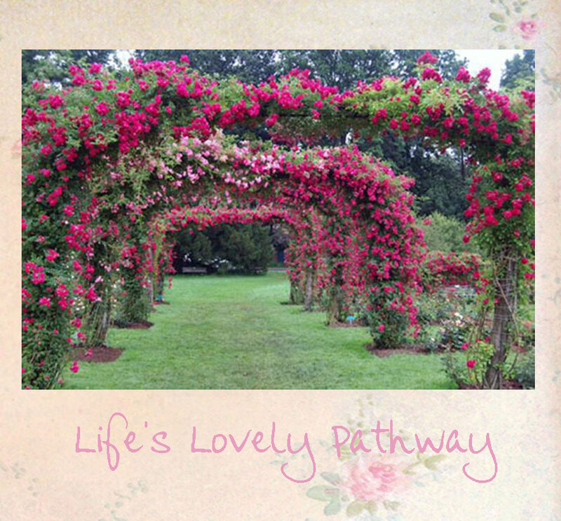 Rose-covered Arbor — Pink, Serene, Afternoon, Photograph