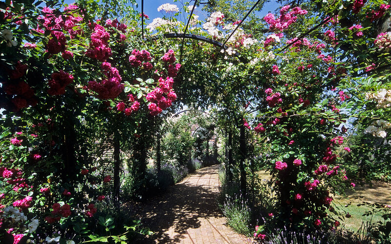Rose-covered Arbor — Pink, Serene, Afternoon