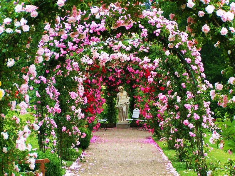 Rose-covered Arbor — Pink, Serene, Spring