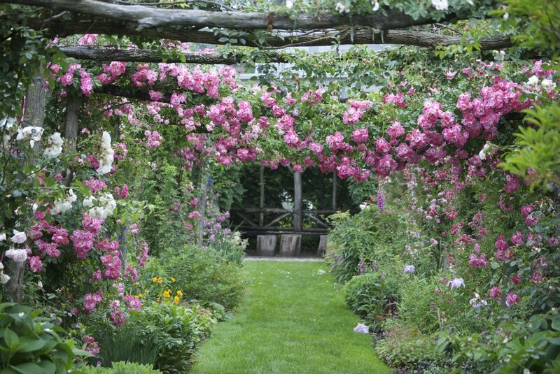 Rose-covered Arbor — Pink, Serene