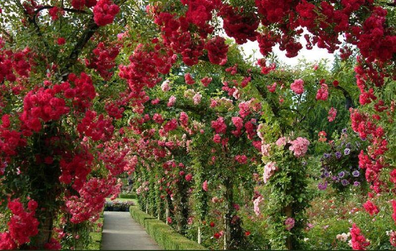 Rose-covered Arbor — Red