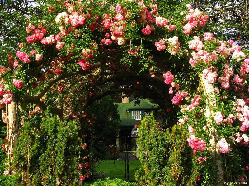 Rose-covered Arbor