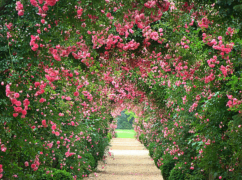 Rose-covered Arbor Tunnel — Pink