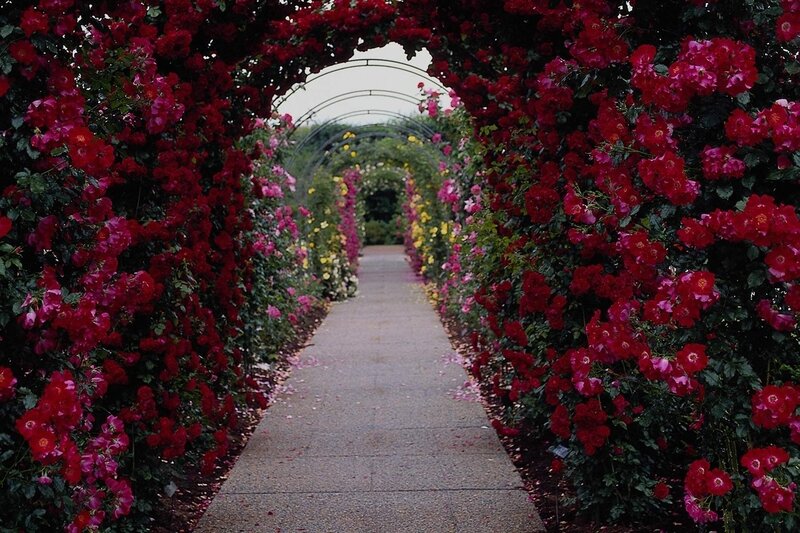 Rose-covered Arbor Tunnel — Red