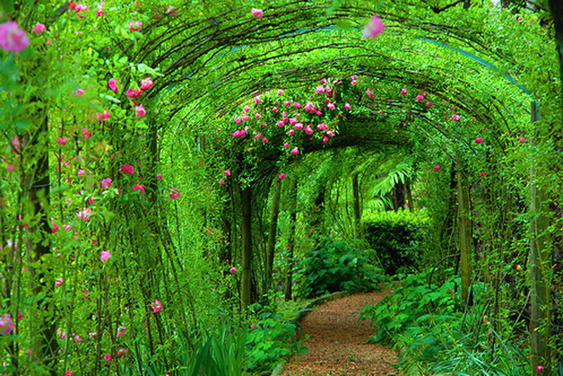 Rose-covered Arbor Tunnel