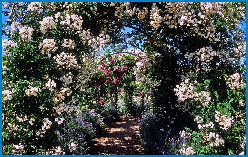 Rose-covered Arbor — White, Serene