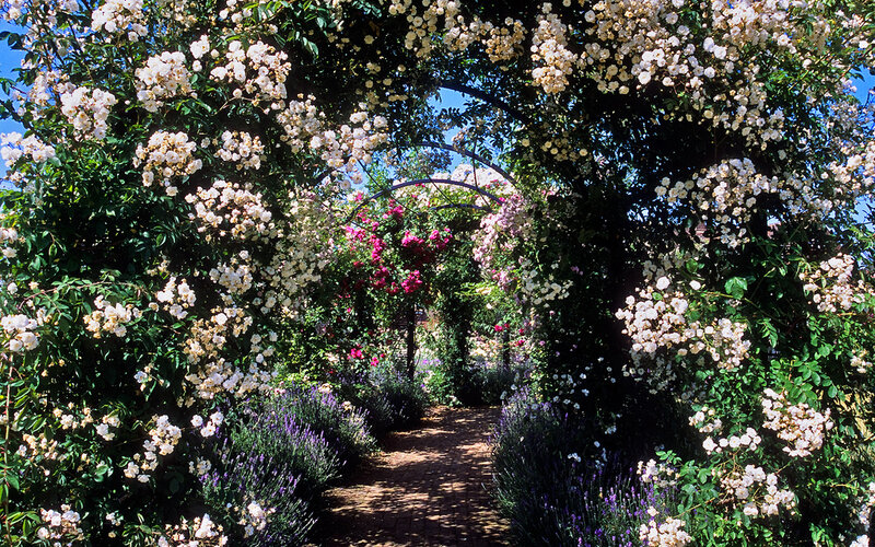 Rose-covered Arbor — White
