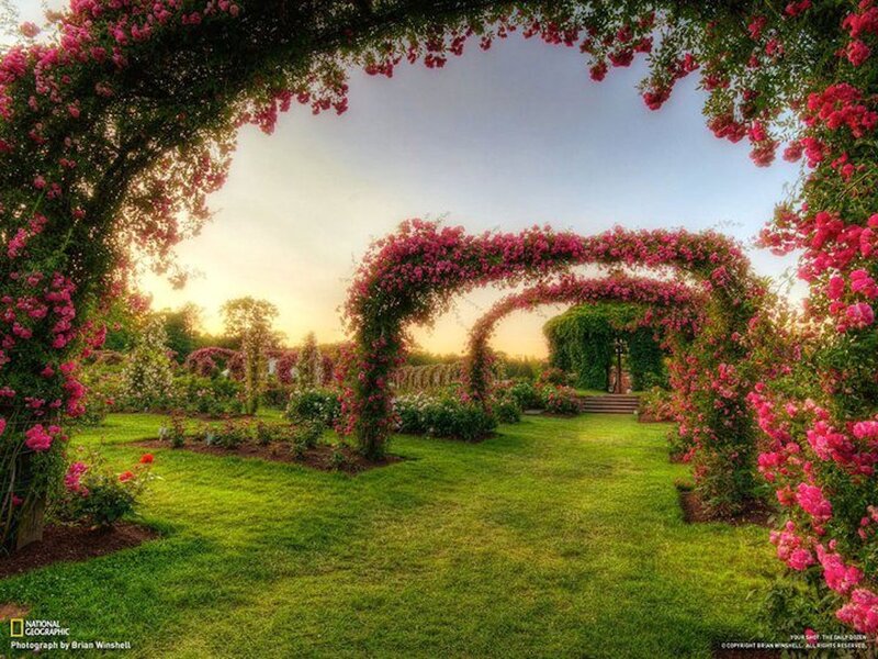 Rose-covered Arches in Garden — Green