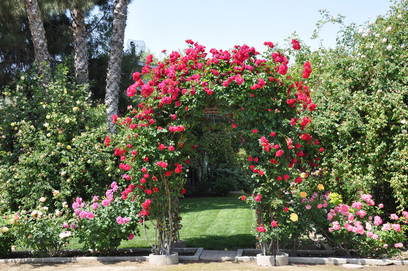 Rose-covered Archway — Green, Serene, Afternoon