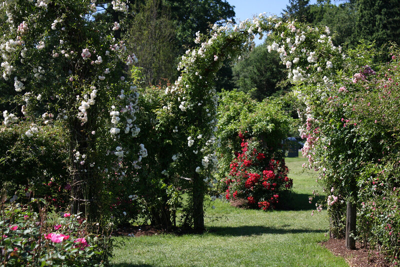 Rose-covered Archway — Green, Serene