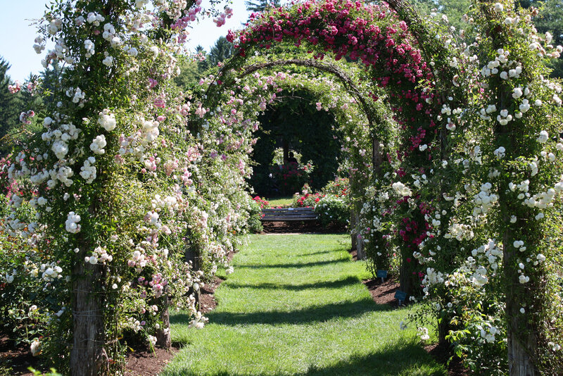 Rose-covered Archway — Green