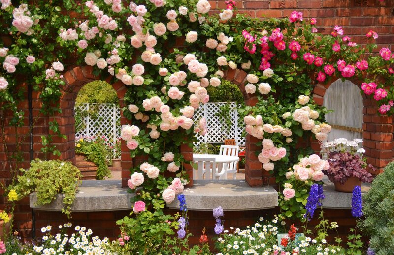 Rose-covered Archway — Pink, Serene, Afternoon, Photograph, Brick Wall