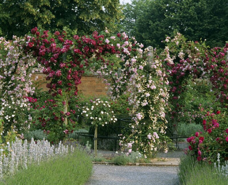 Rose-covered Archway — Pink, Serene, Afternoon, Photograph, Flowers, Path