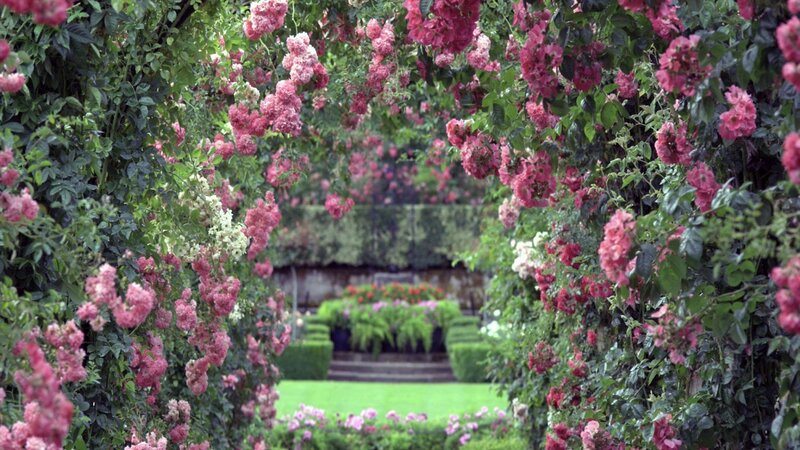 Rose-covered Archway — Pink, Serene, Afternoon, Photograph, Flowers