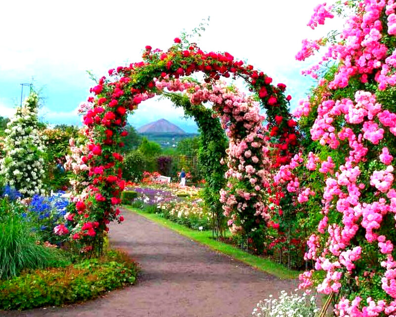 Rose-covered Archway — Pink, Serene, Afternoon, Photograph, Garden Path
