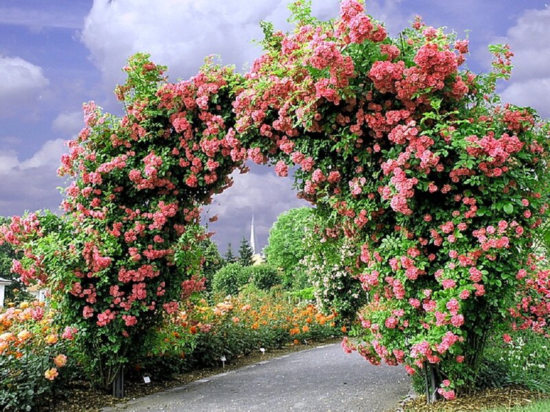 Rose-covered Archway — Pink, Serene, Afternoon