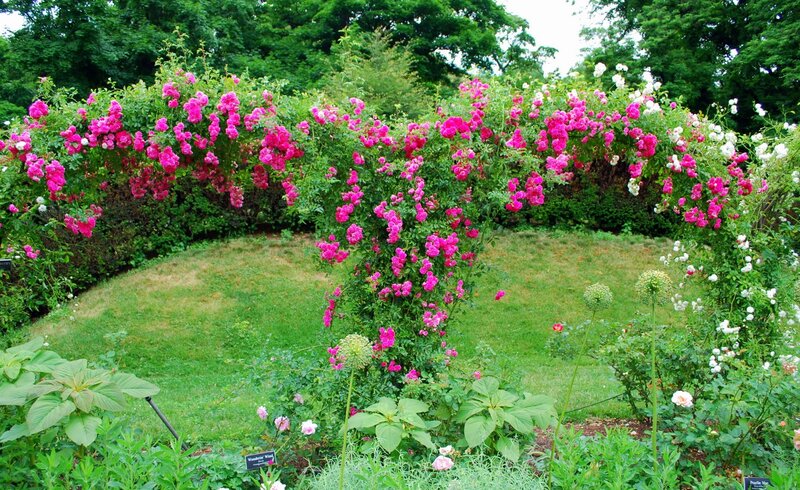 Rose-covered Archway — Pink, Serene, Summer, Photograph