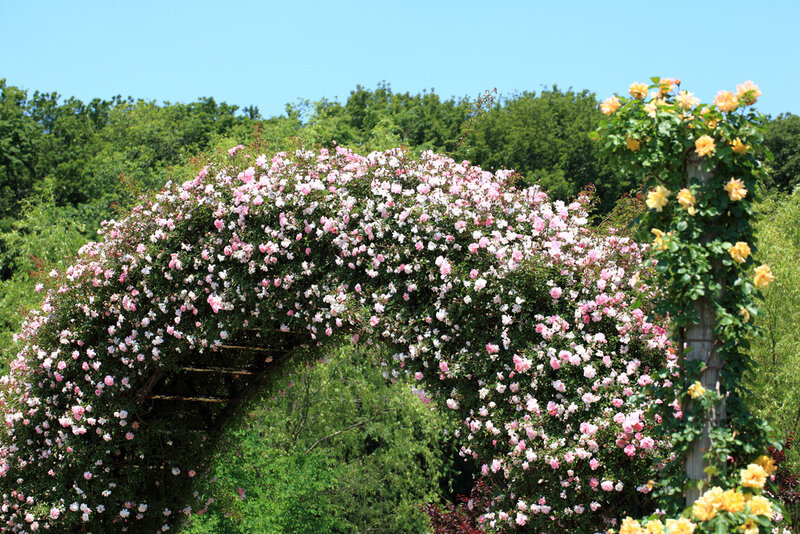 Rose-covered Archway — Pink, Serene, Summer