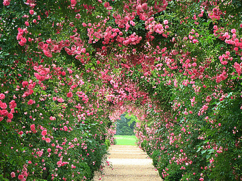 Rose-covered Archway — Pink, Serene