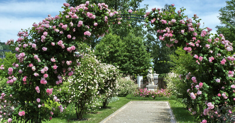 Rose-covered Archway — Pink