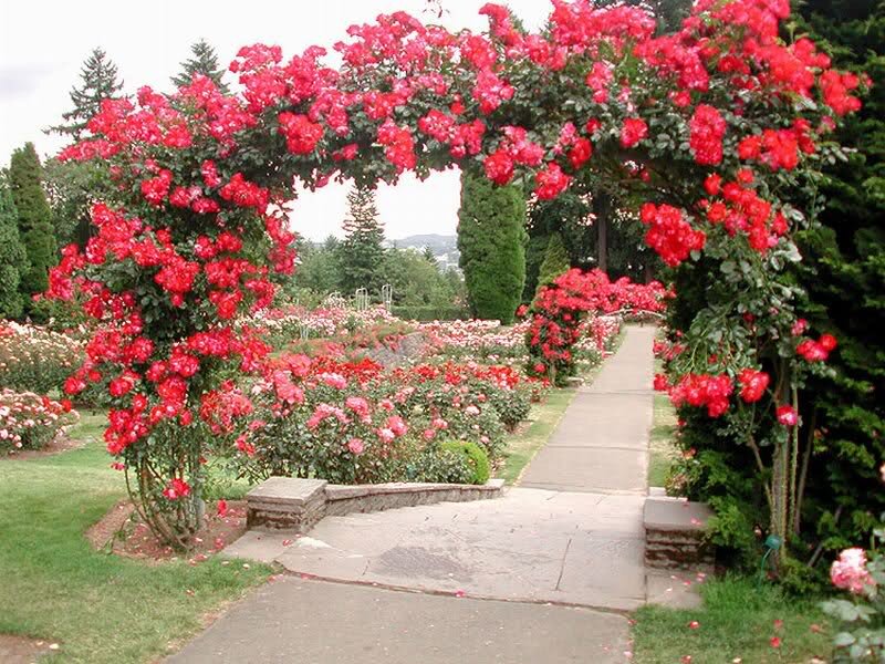Rose-covered Archway — Red, Serene, Afternoon