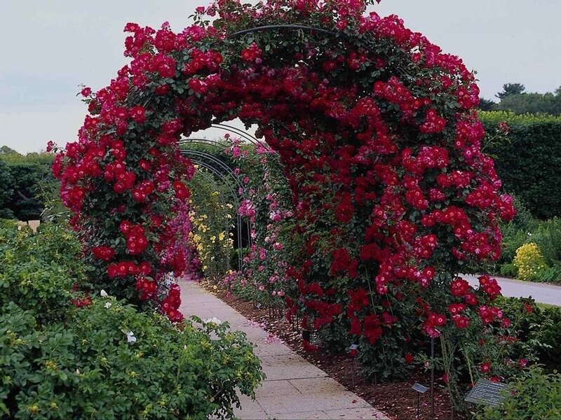 Rose-covered Archway — Red, Serene