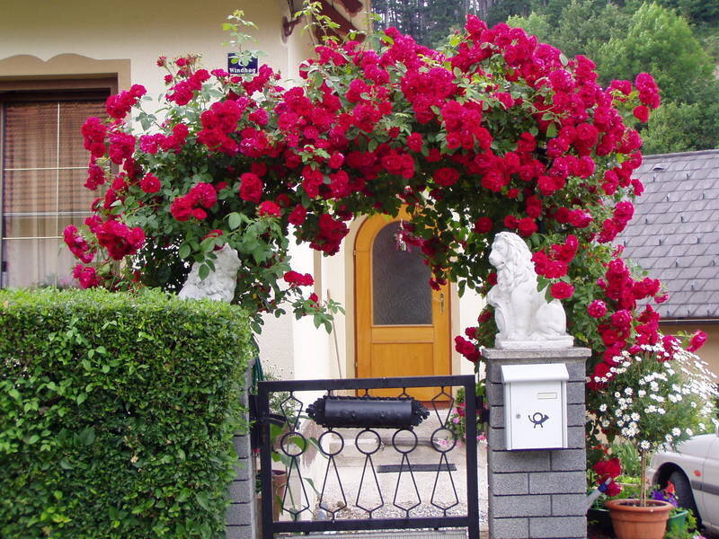 Rose-covered Archway — Red