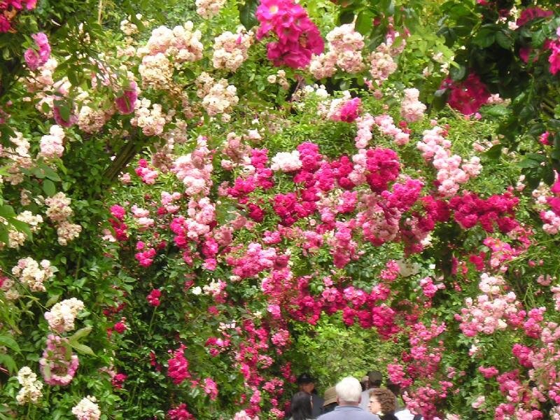 Rose-covered Archway