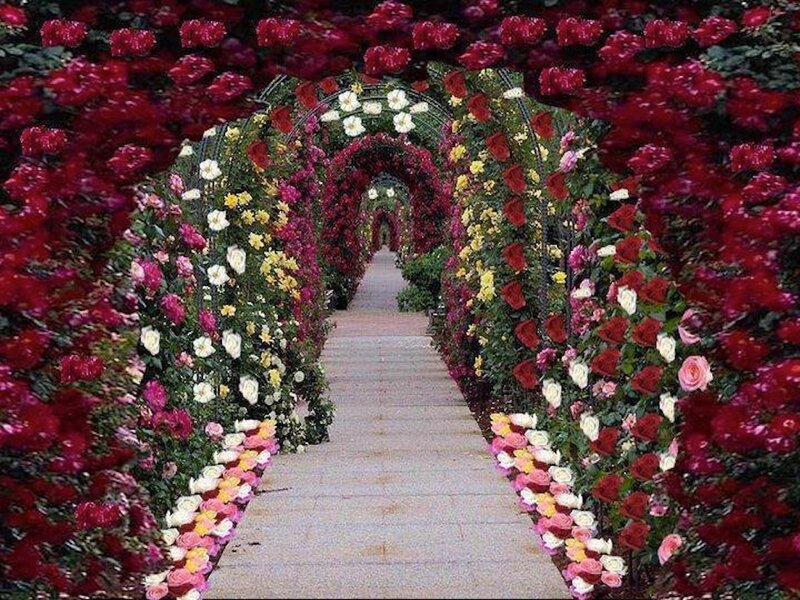 Rose-covered Archway Tunnel — Red