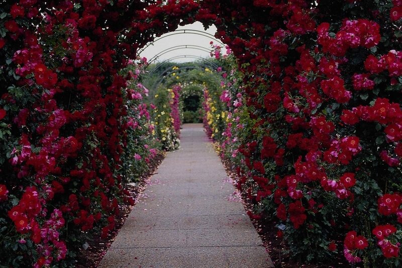 Rose-covered Archway Tunnel