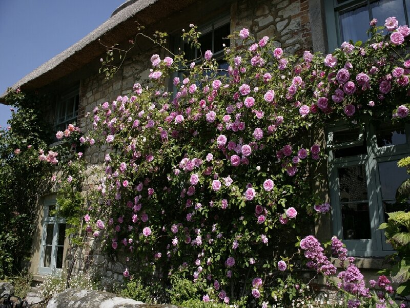 rose-covered cottage