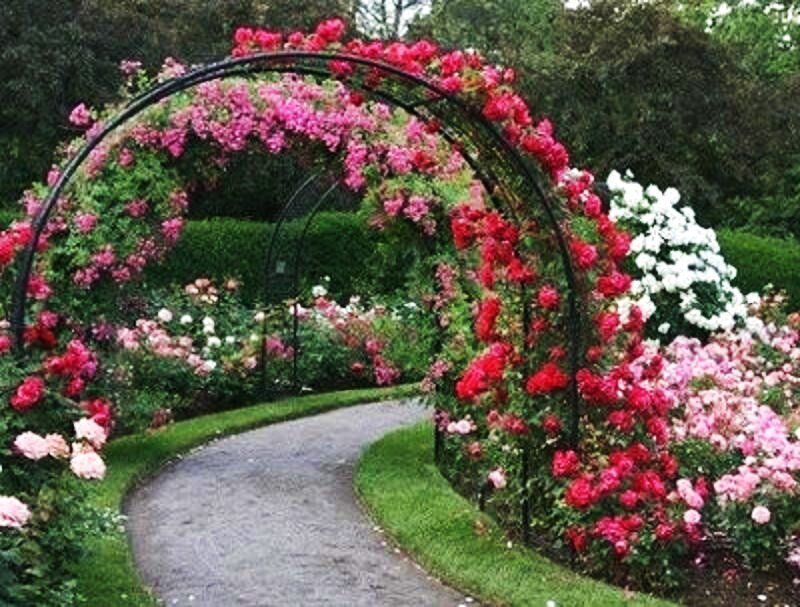 rose-covered garden arch